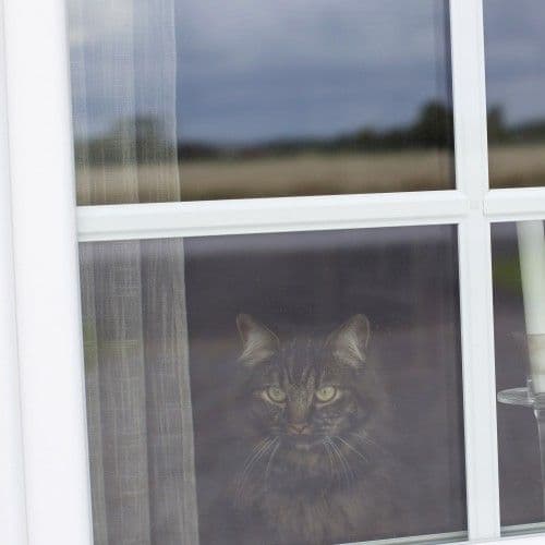 Kisekatt tittar ut från PVC fönster med spröjs Kisekatt tittar ut från PVC fönster med spröjs
