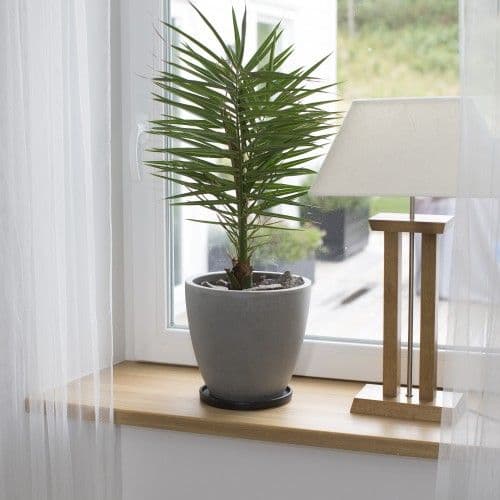 Inåtgående PVC-Fönster med stilleben på fönsterbräda Inåtgående PVC-Fönster med stilleben på fönsterbräda