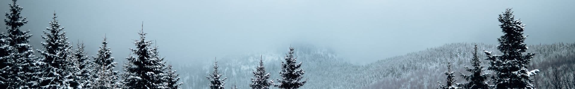 Granar med snö kallt vinterväder